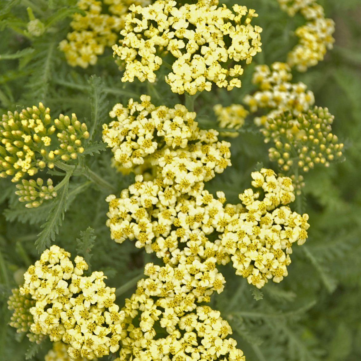Achillea millefolium 'Sunny Seduction'